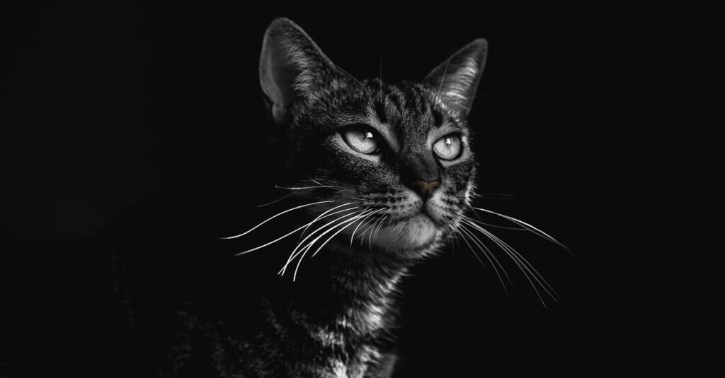 夜間に発生する害獣被害のイメージ画像。深夜に天井裏で音がする状況を示しており、不安な住民の様子も描写されている。