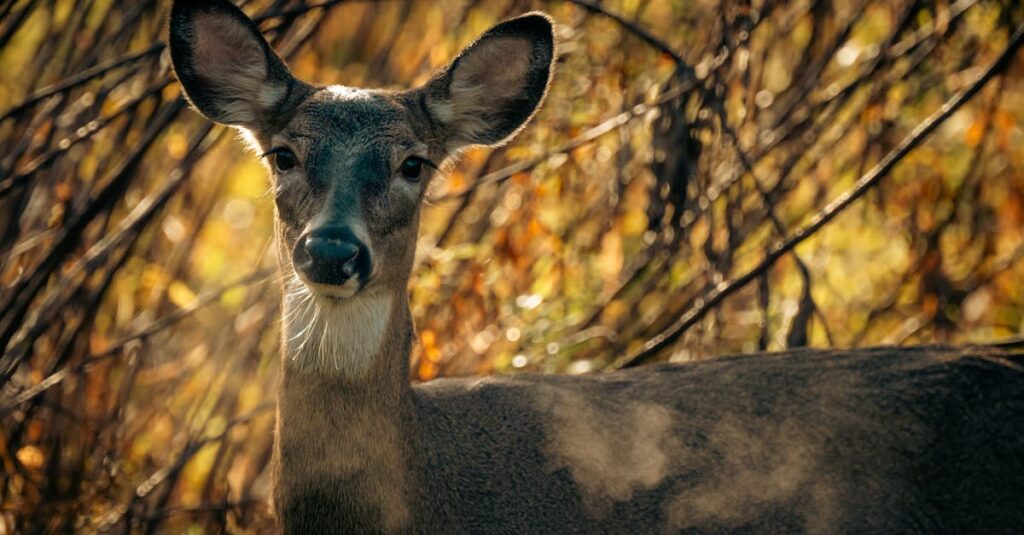 ハクビシン駆除の見積もりを比較している様子と、費用を抑えるコツを説明する専門家
