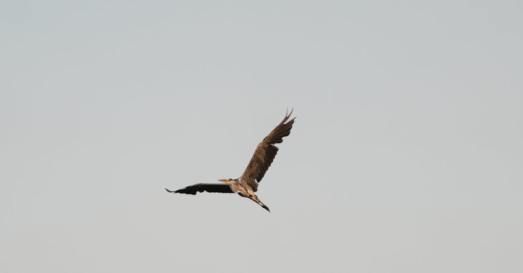 害獣が家屋に侵入したことによる被害のイメージ画像。天井裏に害獣の足跡や糞尿の痕跡が残っている様子。