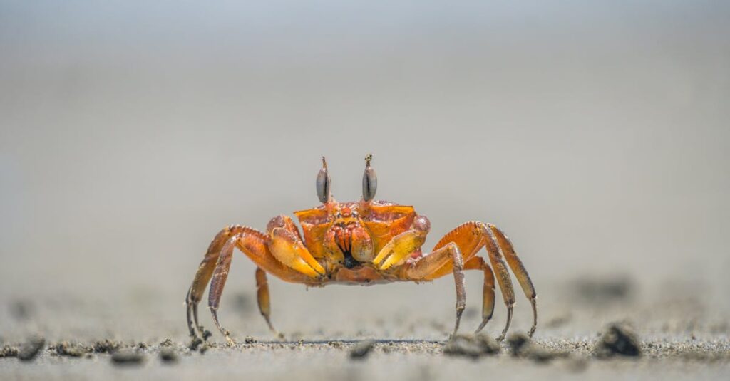 タラバガニ、ズワイガニ、毛ガニの特徴を比較して選ぶ様子